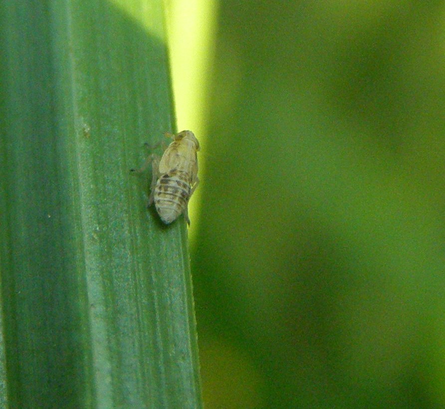 Delphacide (palustre?) da determinare